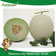 Suntoday corteza blanca con color amarillo carne verde híbrido vegetal japonés F1 melón semillas semillas de los tiempos altos para la venta (18015)